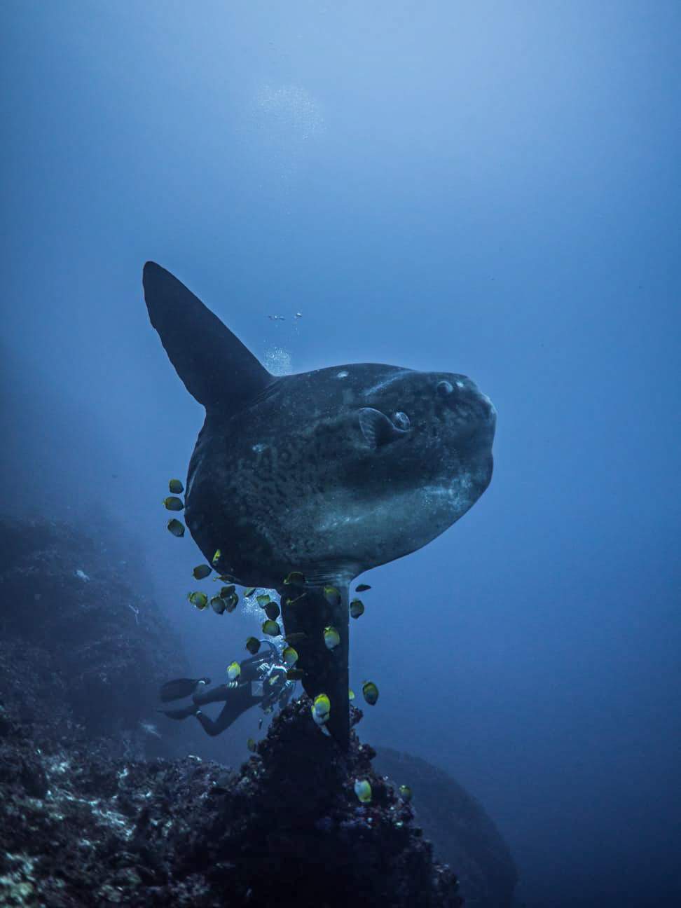 Flat and round. The shape of a Mola is very weird. This makes the Sunfish so popular for divers.