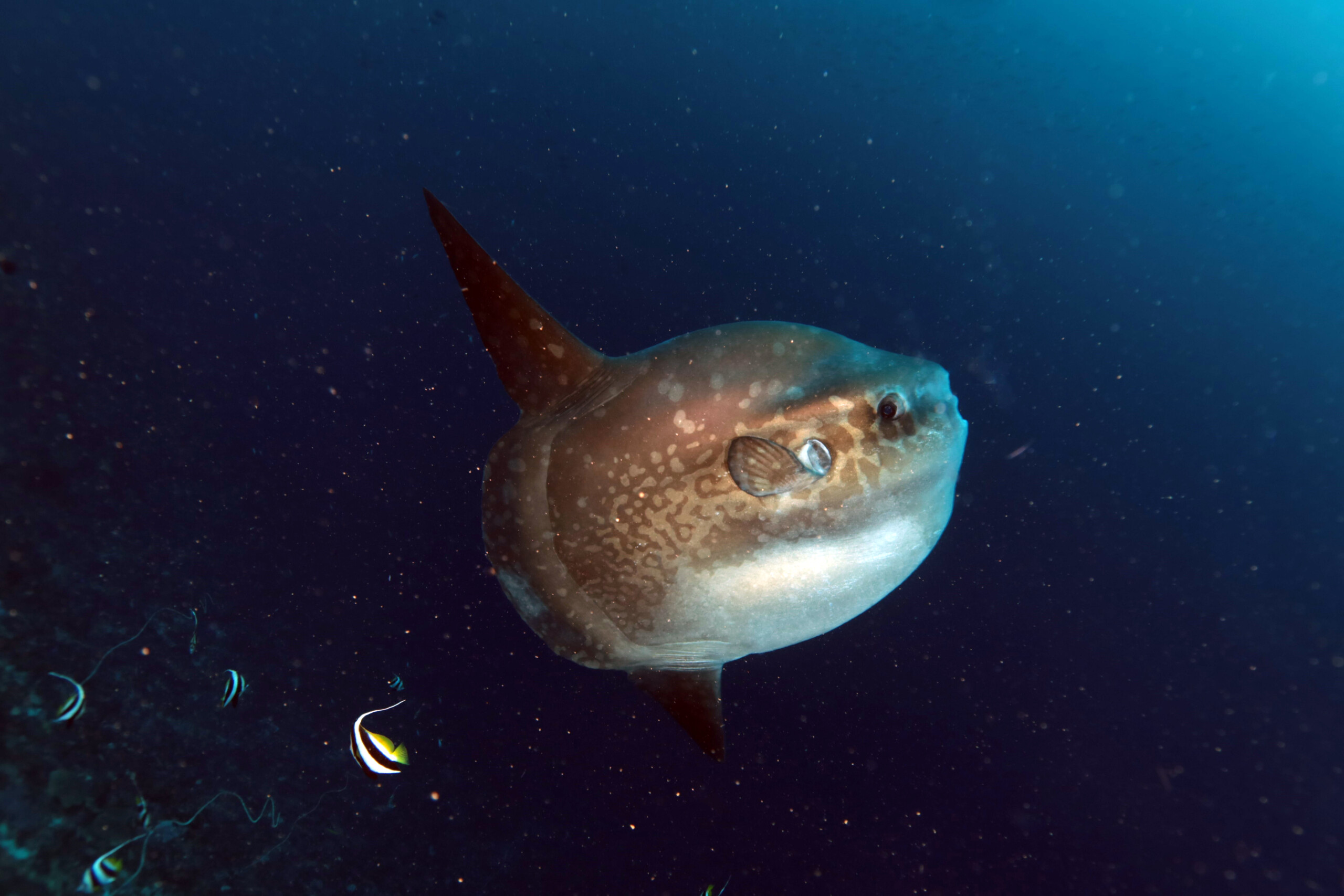 The elusive Sunfish is one highlight to see in the waters around Nusa Penida.