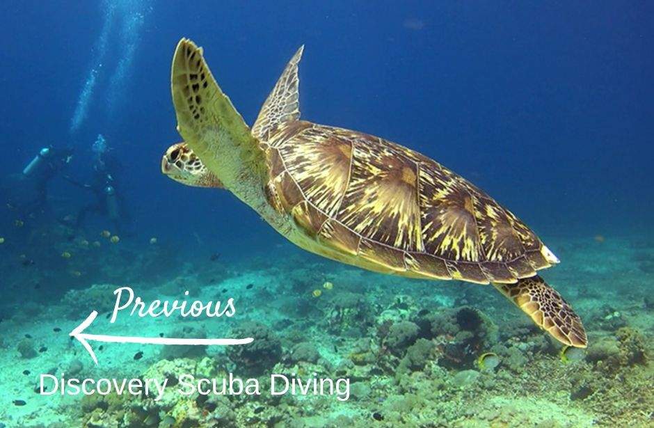 Nusa Penida Diving