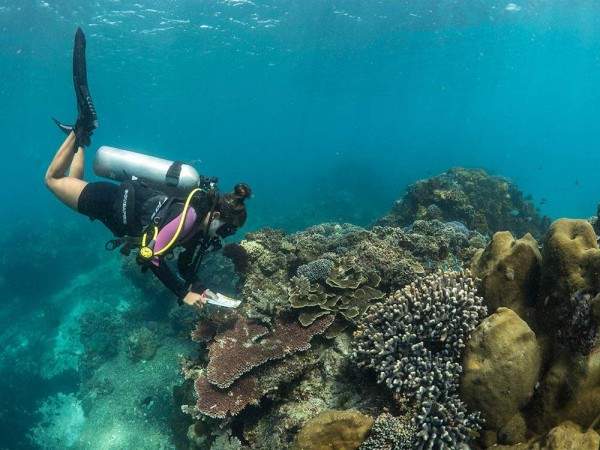 PADI IDC Indonesia Coral Watch