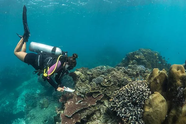 Coral Watch