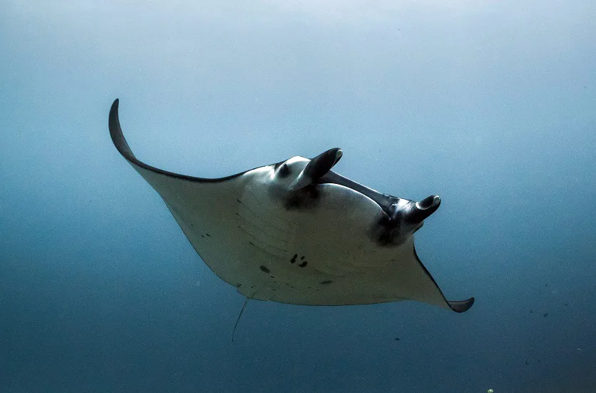 Manta Ray Indonesia