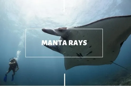 manta ray conservation with legend diving lembongan