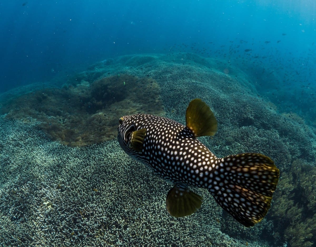 PADI Speciality Courses Lembongan