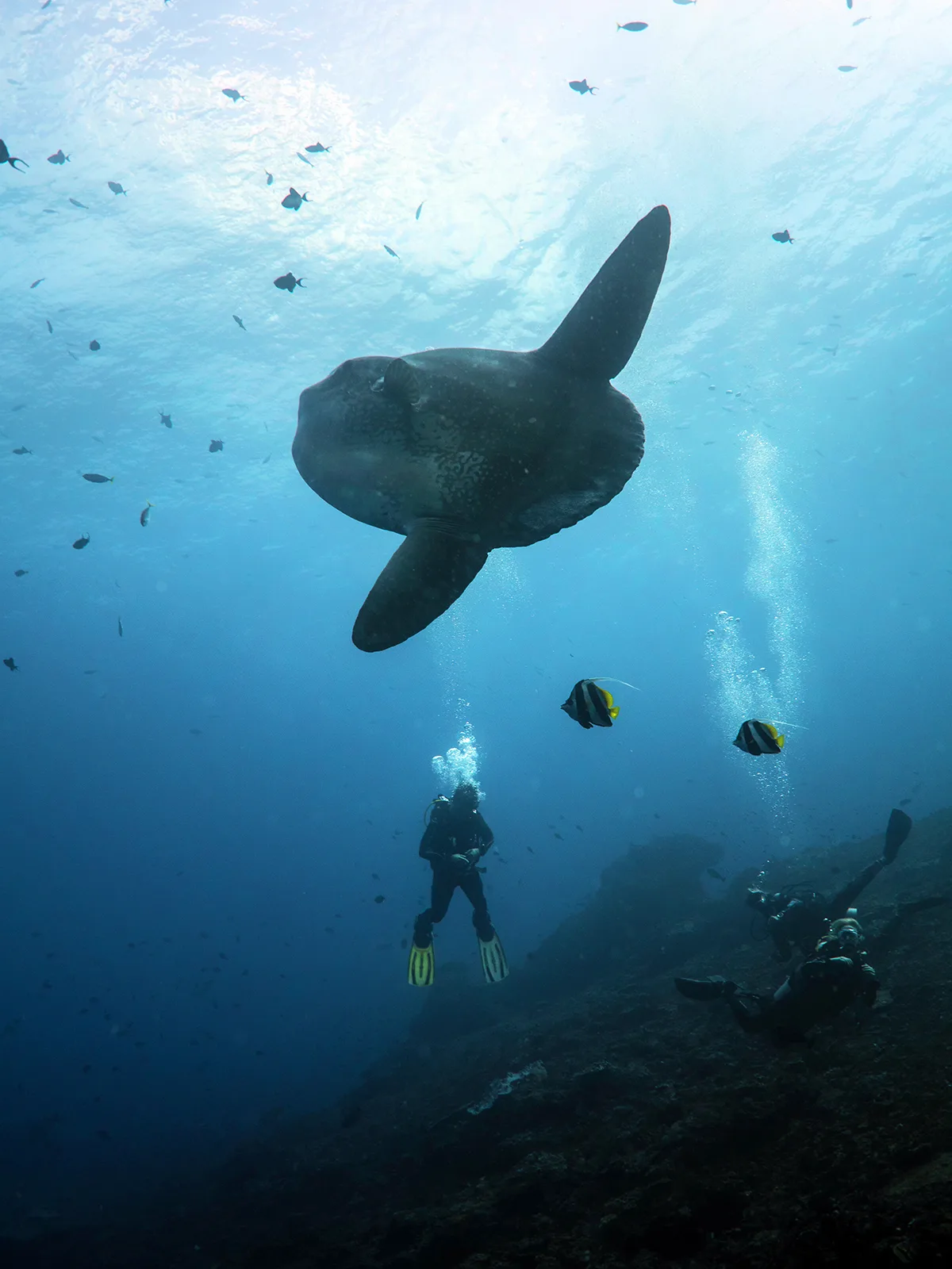 sunfishes are seasonal and for a good reason