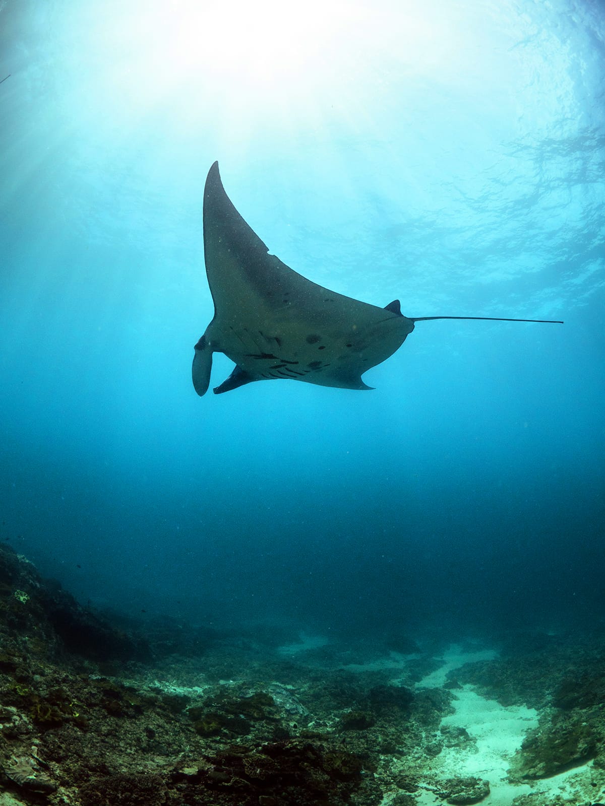 Manta Rays Nusa Penida Vertical