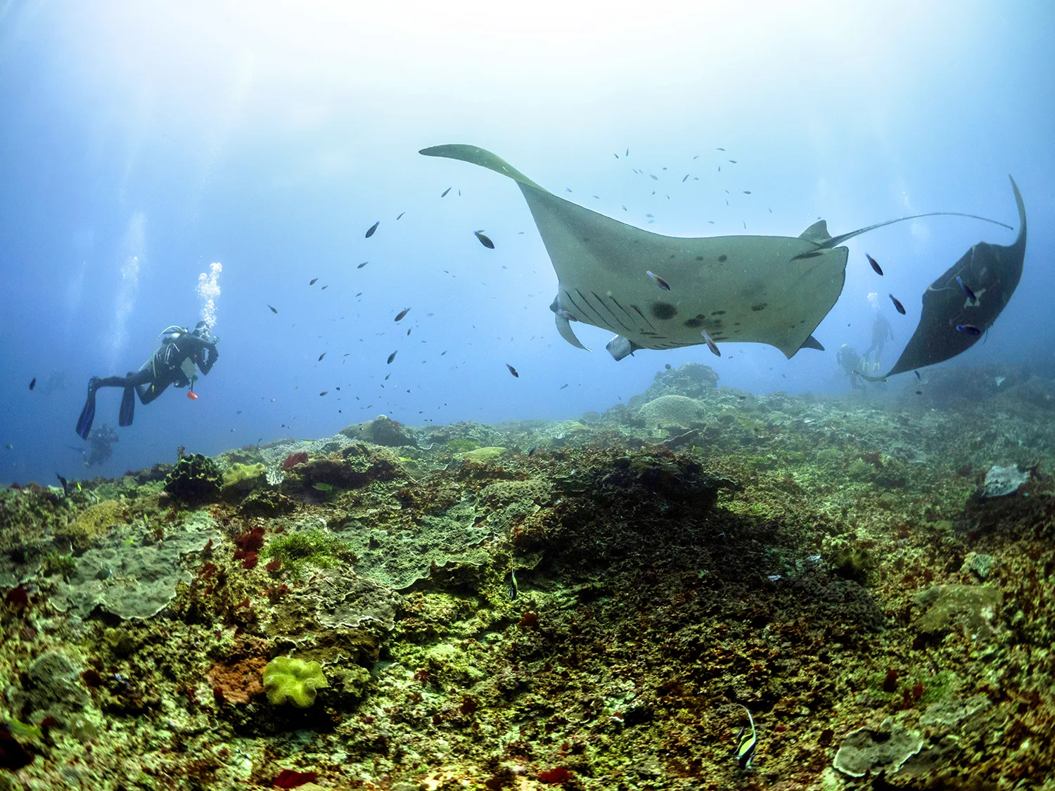 Manta Rays Nusa Penida Wide