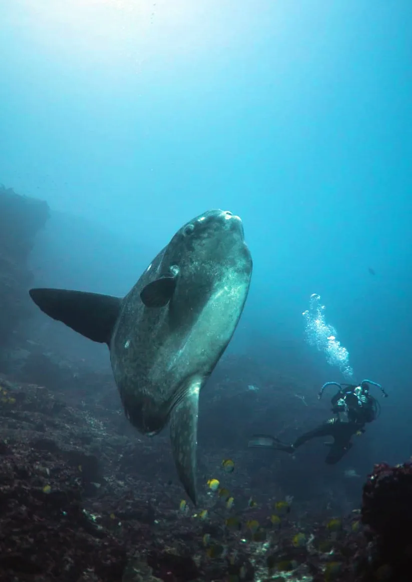 Mola Mola Nusa Penida Shot