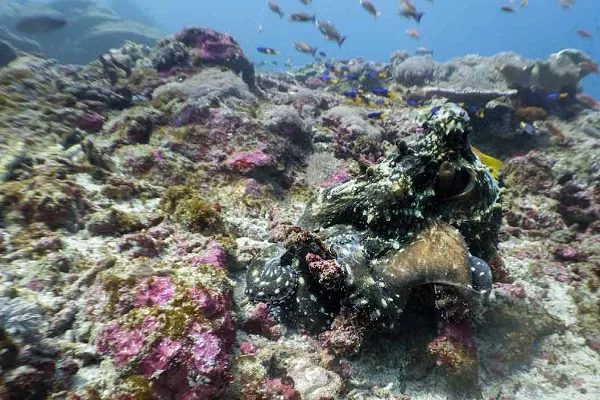 Divemaster Course Indonesia Ultimate Coral