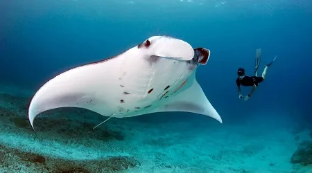 Dive Sites Nusa Penida Manta Point