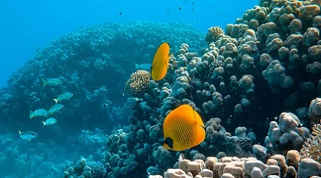 Dive Sites Nusa Penida Tepekong