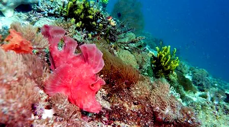 Dive Sites Nusa Penida Blue Lagoon