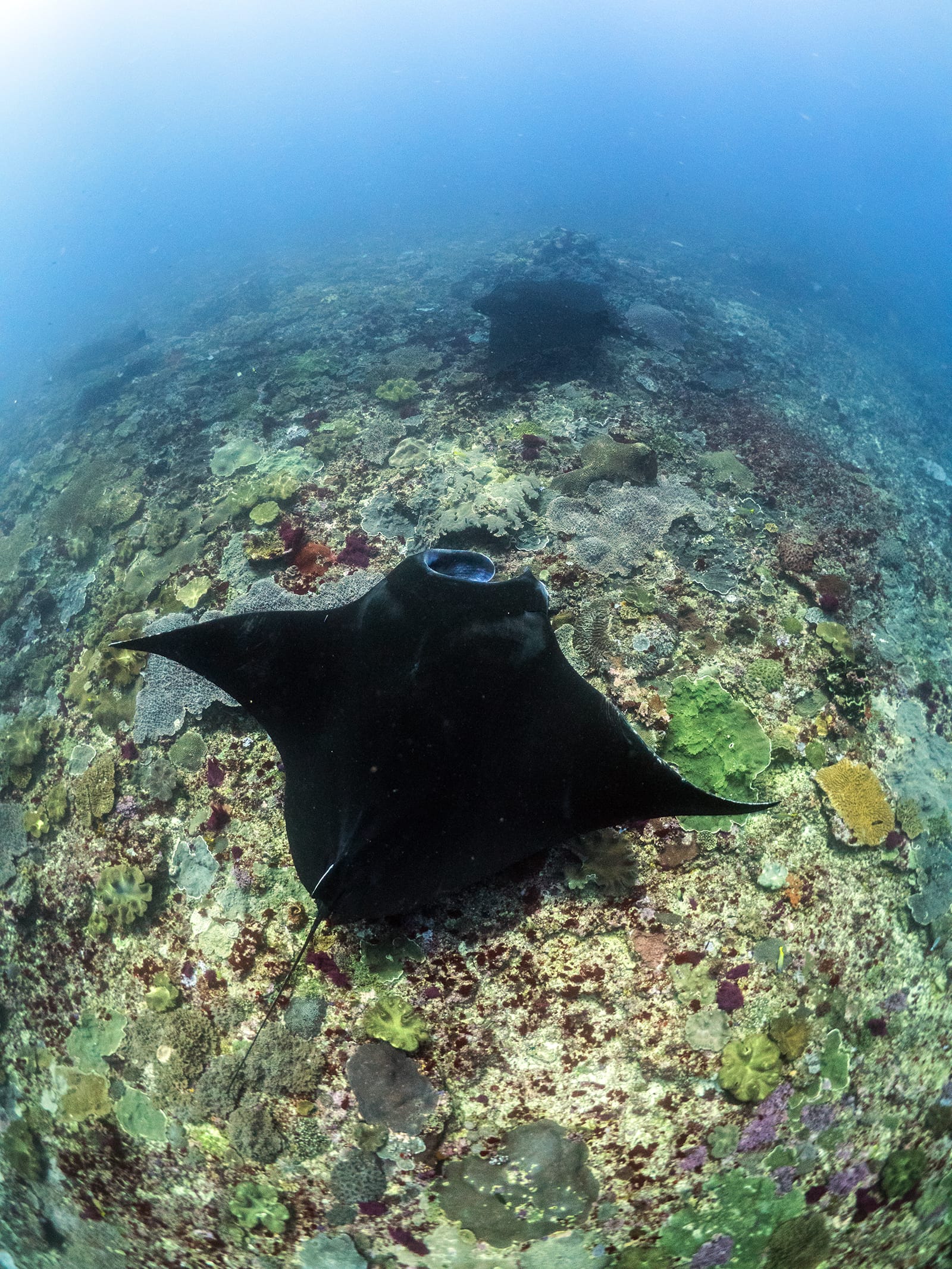  snorkeling mantas nusa Penida Manta ray