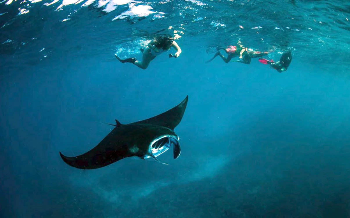  snorkeling mantas nusa Penida