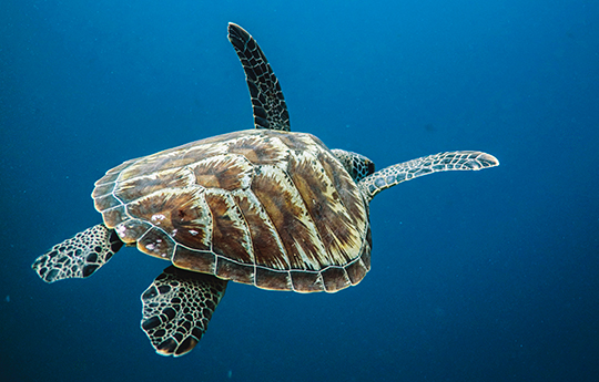  snorkeling mantas nusa Penida sea turtle