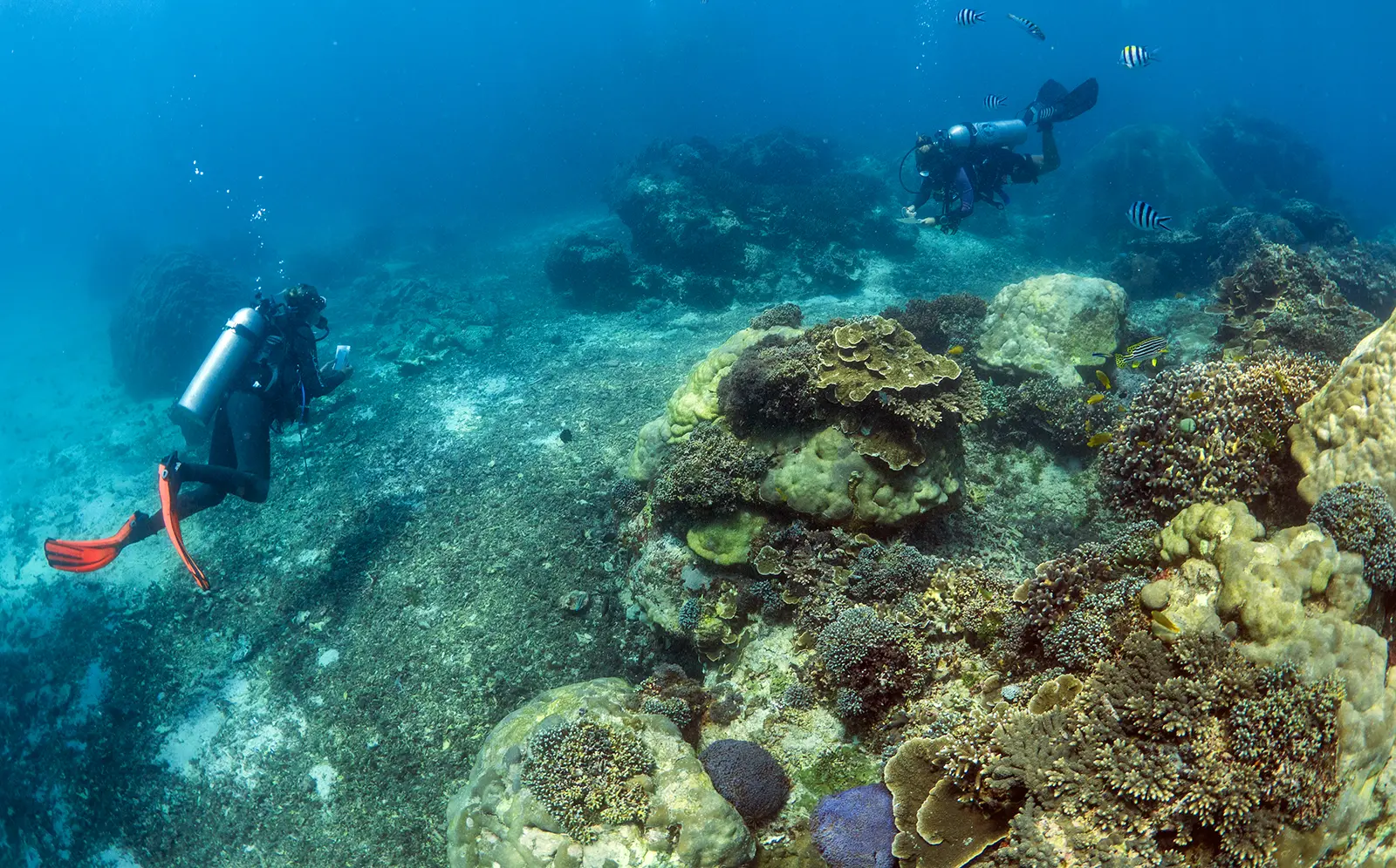 Diving Nusa Penida
