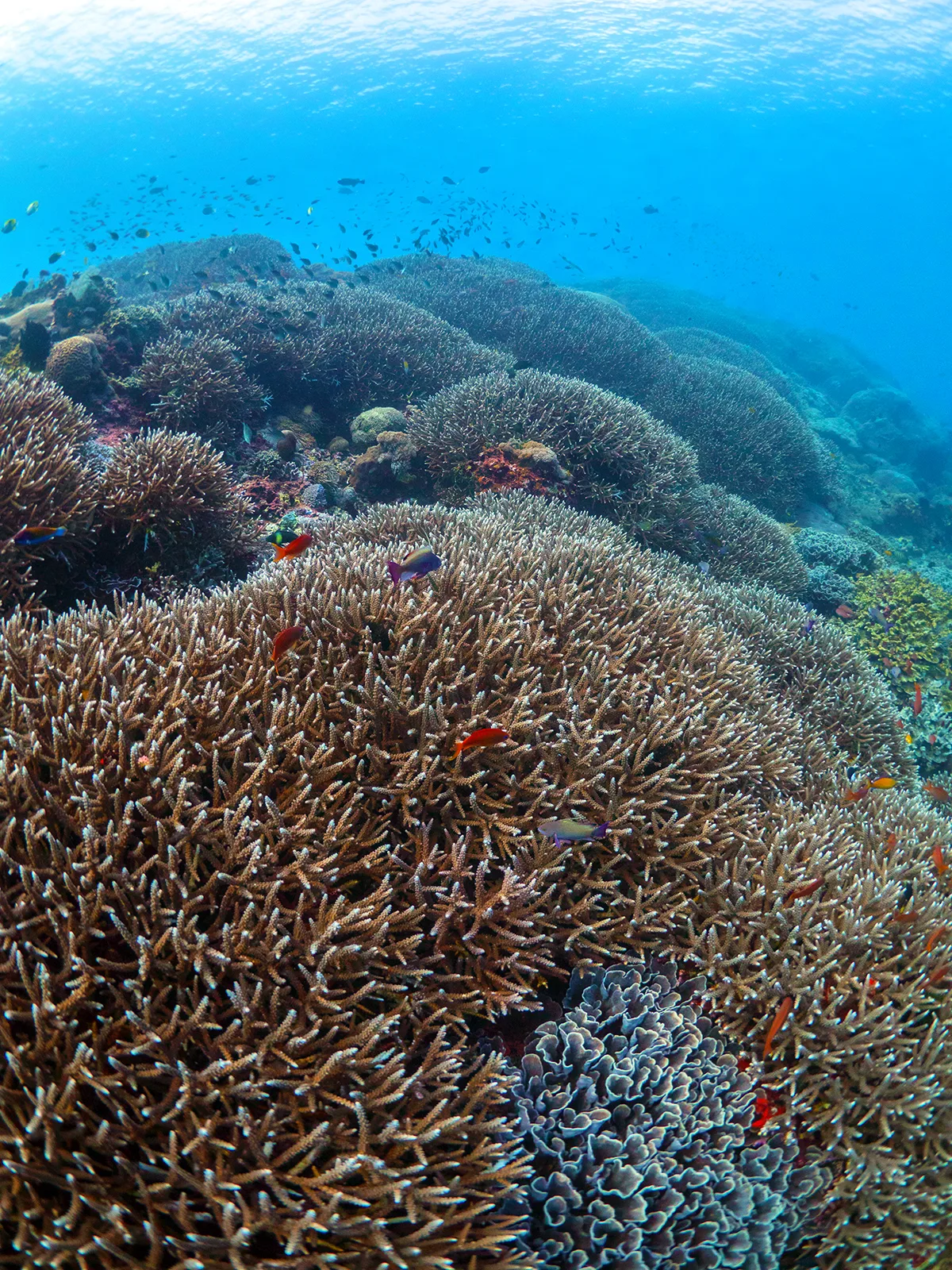 MARINE CONSERVATION NUSA PENIDA REEF MONITORING COURSE PENIDA