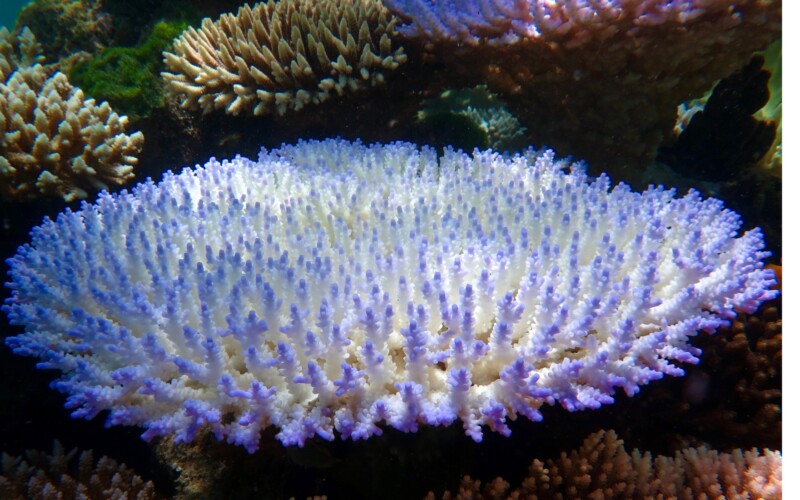 Coral bleaching course Penida