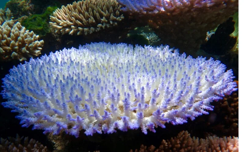 Coral bleaching course Penida