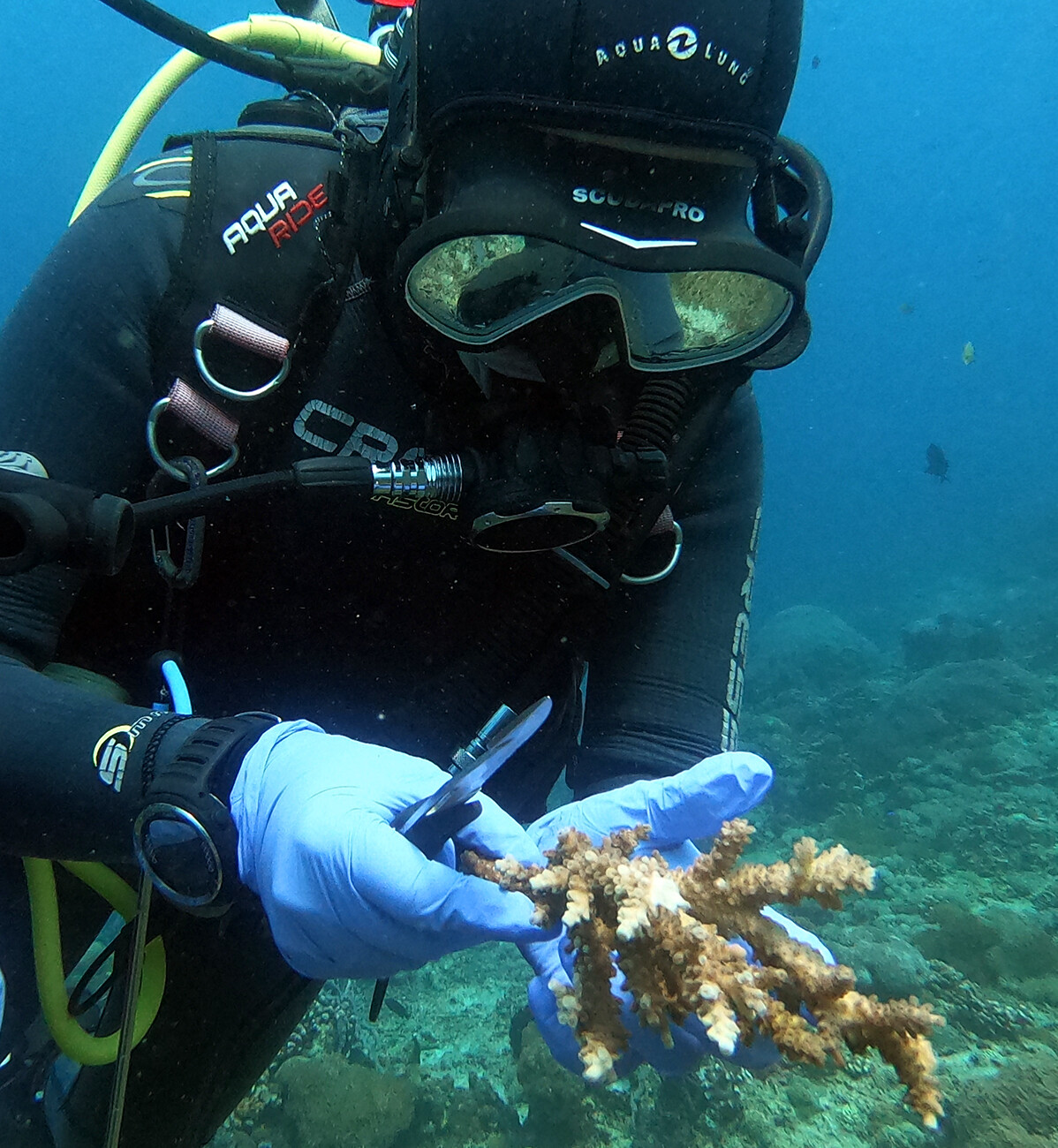 Coral propagation course Penida