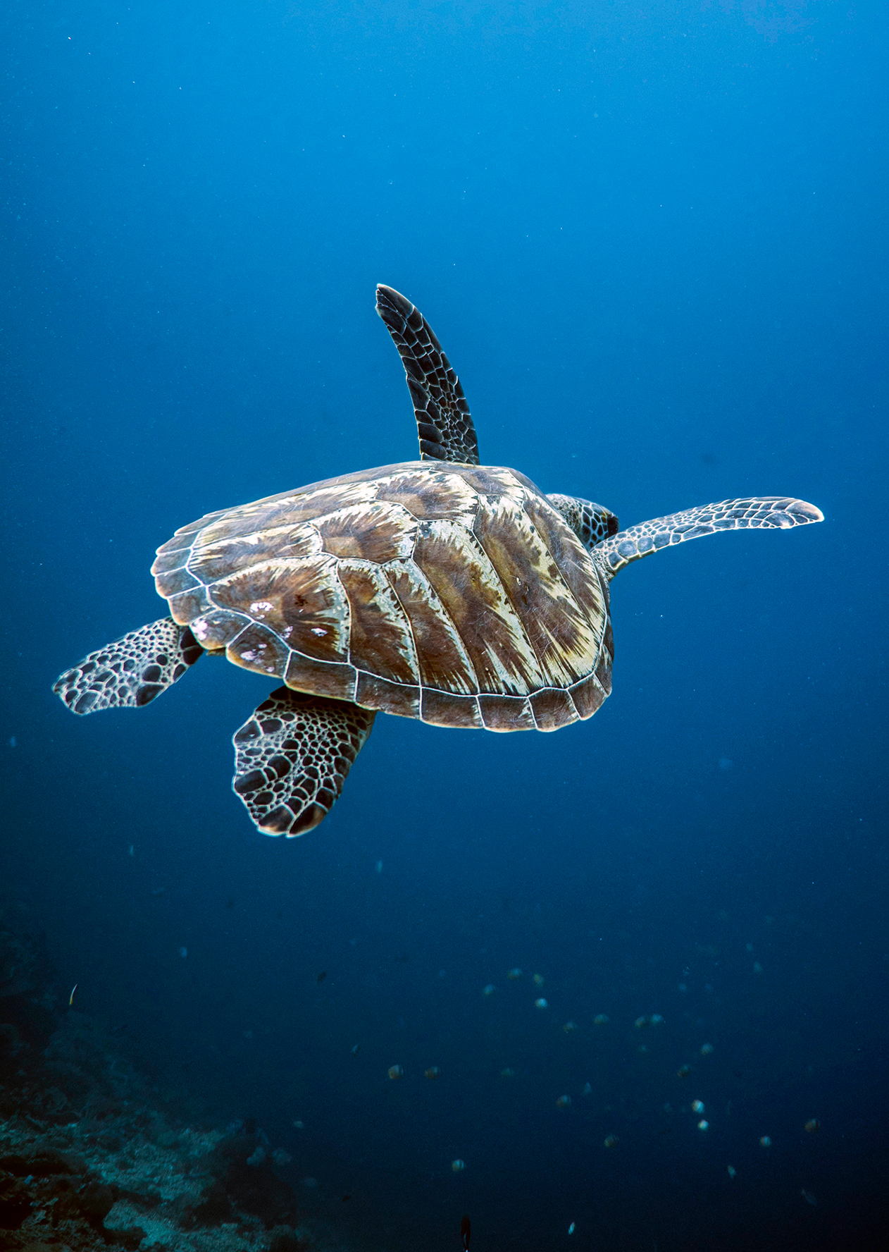 Manta rays & turtle ID course Penida