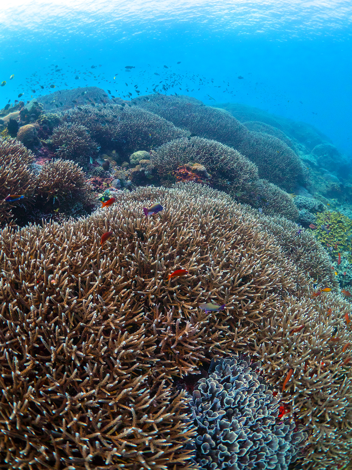 Reef monitoring course Penida