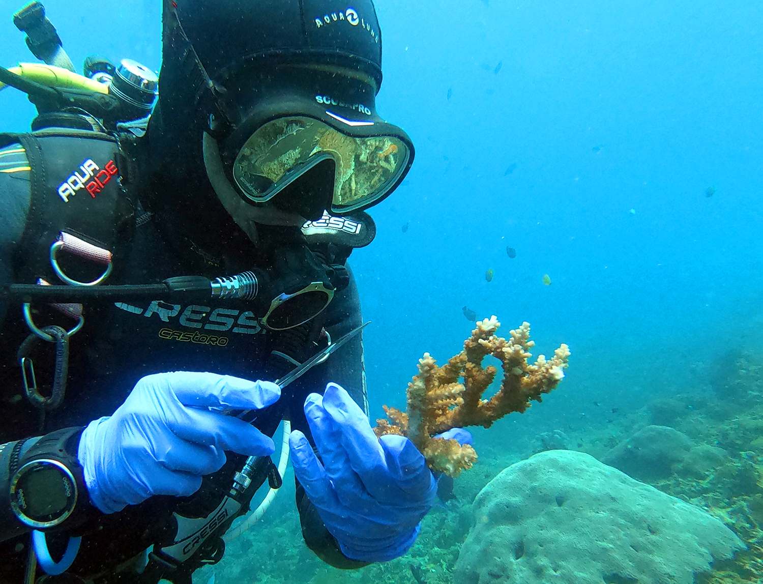 Coral propagation course Penida