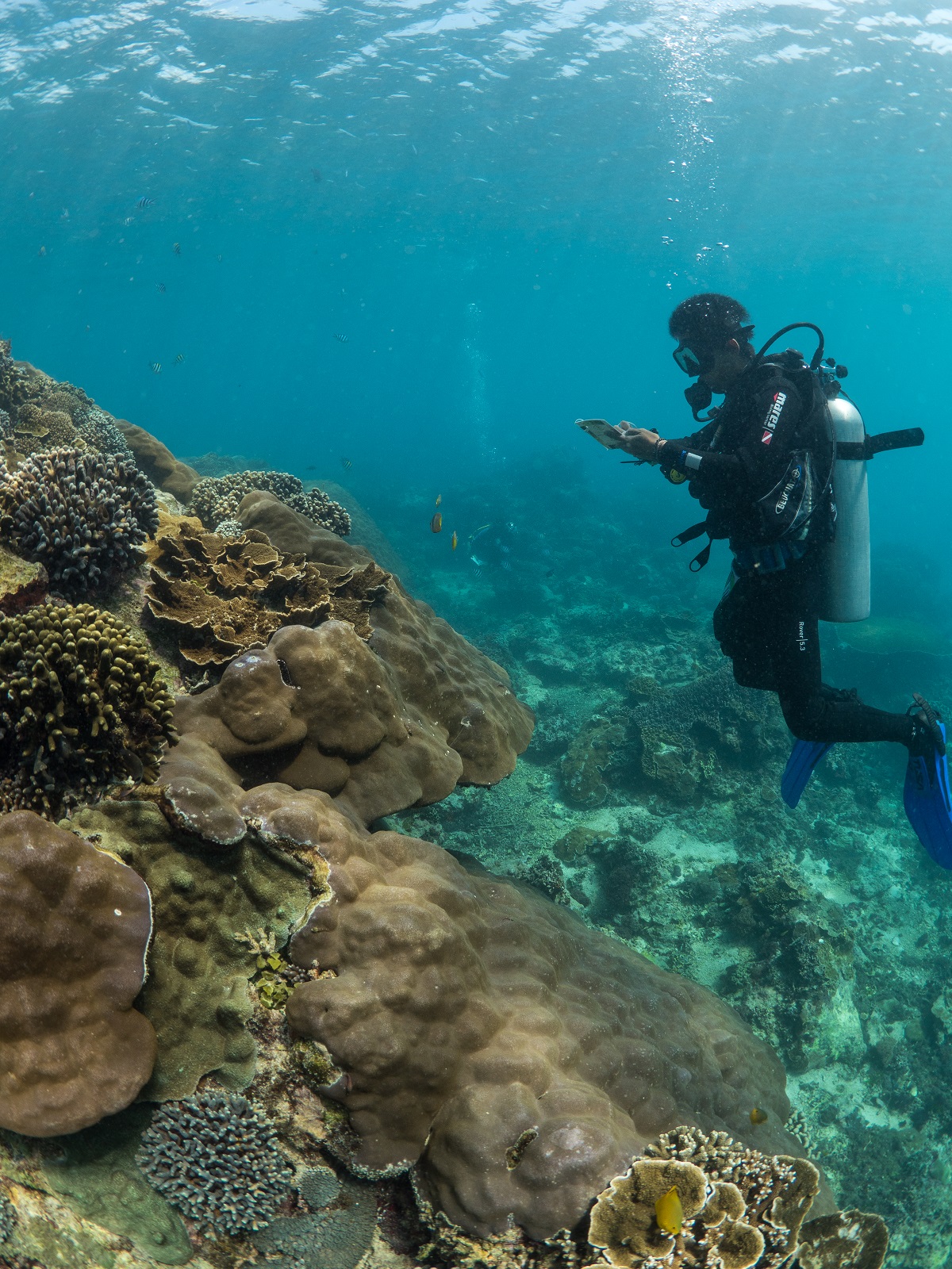 protect the nusa penida reef