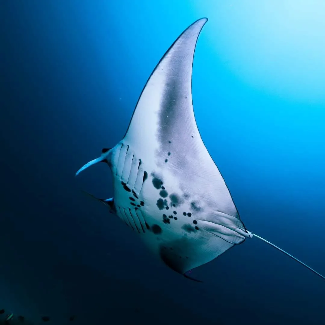 manta point nusa penida