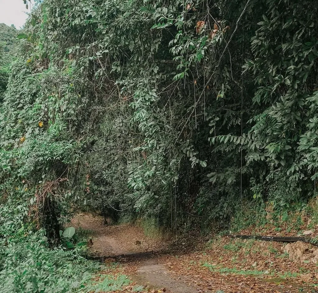 tembeling forest nusa penida