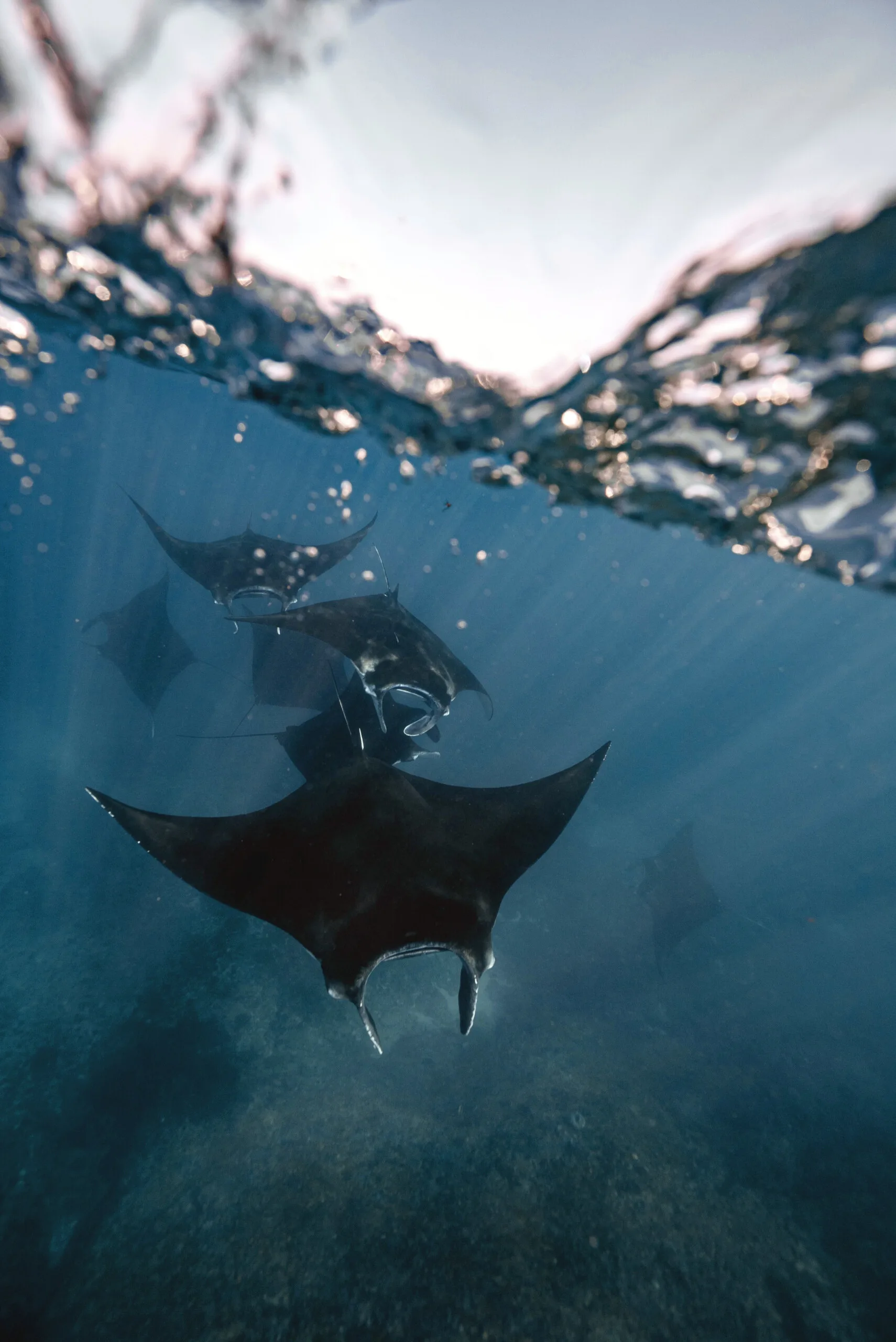 Diving with Manta Ray Indonesia