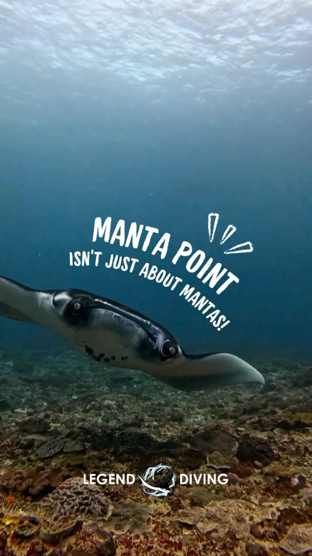 Manta Point is full of surprises, from bamboo sharks, frogfishs, nudibranchs and many more..#divewithmanta #mantarays #mantaballi #divingwithmanta #mantaray #mantapoint #mantapointnusapenida #manta #bambooshark #nusapenidaisland #bali
