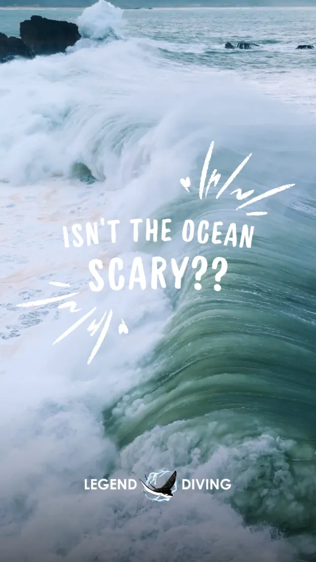 If you think the ocean is scary, go under, and you'll love it! 🌊💙#oceanaddict #oceanlover #sealover #ocean #sea #seaaddict #underwater #marinelife #sealife #nusapenida #nusalembongan #nusaceningan #bali #indonesia #wonderfulindonesia #baliindonesia #baliisland