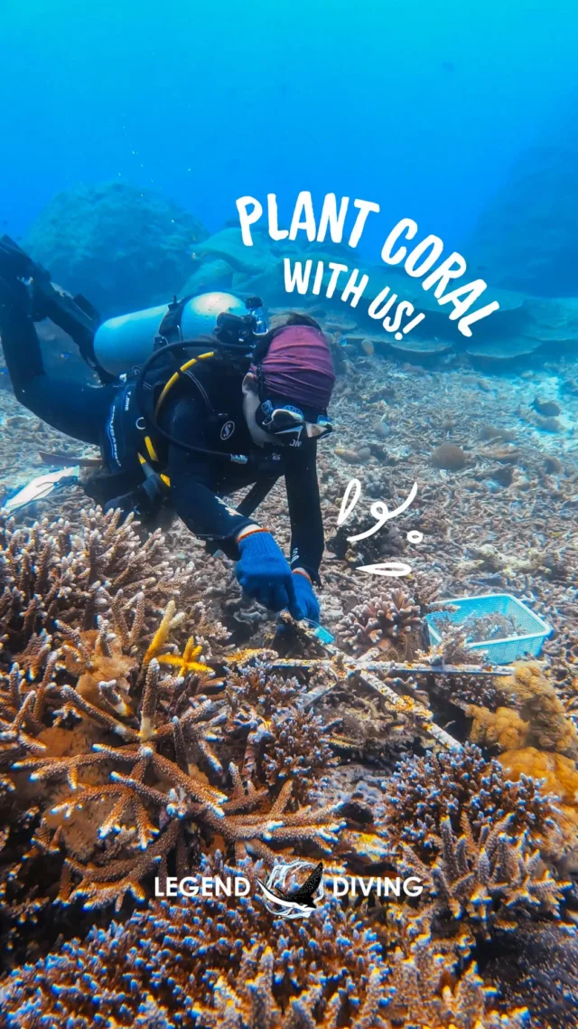 A day as a coral gardener! 🪸 Join our marine conservation courses if you're interested in learning more about coral restoration (link in bio)#marineconservation #coralrestoration #coralreefrestoration #coralplanting #coralrestorationbali #conservationbali #conservation #marineconservationbali #reef #corals